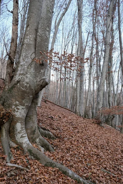 Gesicht aus Holz. Interessante Baumform. Herbstwanderung in der Natur. — Stockfoto