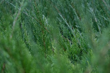 Yeşil çimen arka planı. Yeşil dikenler ve çimenler. 