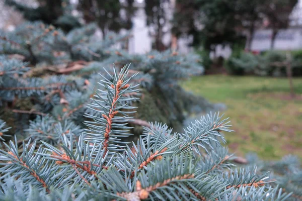 Branches of blue fir tree. Background — Stock Photo, Image