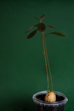 Tencerede avokado yetiştiriyorum. Yapraklı taze bir avokado filizleniyor. 