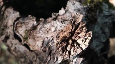 Antrill. Kökünde karıncalar var. Bahar böcekleri.