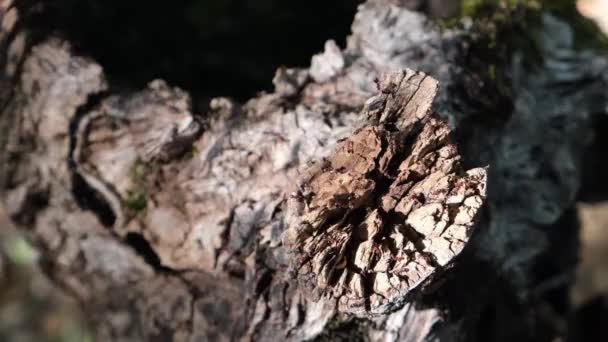 Anthill. Ants on the stump. Spring bugs. — Stock Video