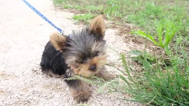 Yorkshire terrier eats grass. Yorkshire terrier on the grass. — Stock Video