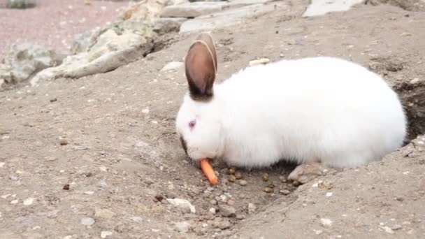 Weißer süßer Osterhase frisst Karotte. — Stockvideo