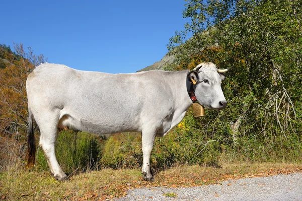 Cow mountain — Stock Photo, Image