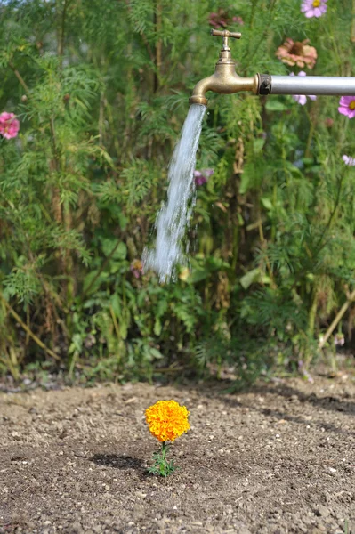 Virág négy öntözés — Stock Fotó