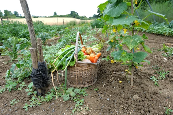 Keuken-tuin-zes — Stockfoto