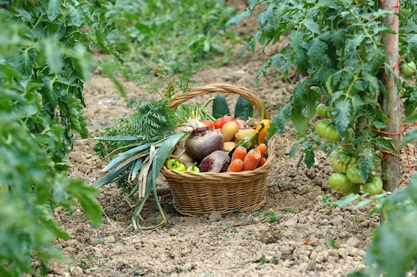 Oogst van groenten twee — Stockfoto