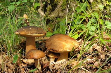 Boletus üç
