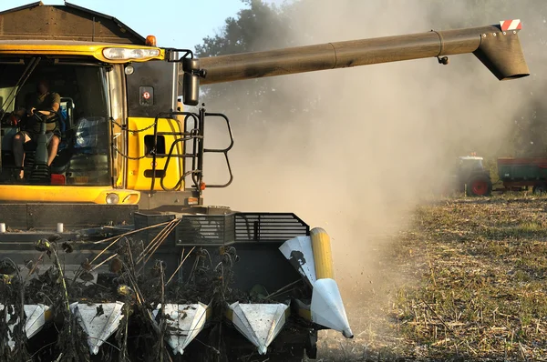 Harvest sunflower — Stock Photo, Image