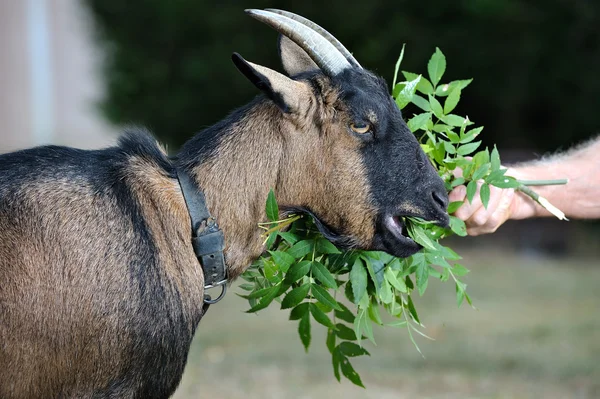 Goat two — Stock Photo, Image