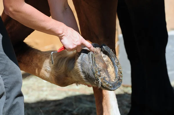 Hoof — Stock Photo, Image