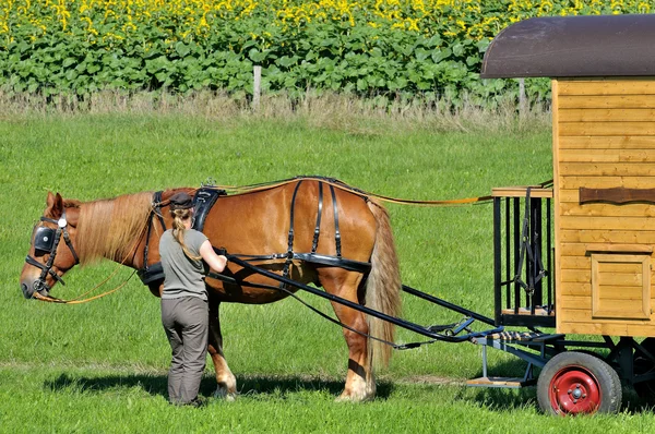 Vagão cavalo dois — Fotografia de Stock