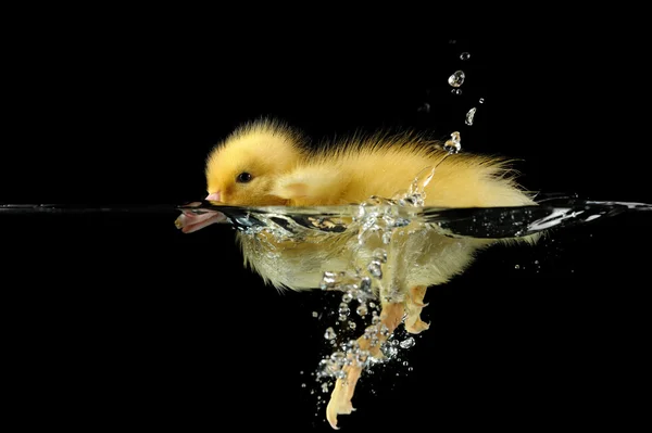 Duckling water — Stock Photo, Image