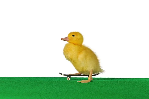 Duckling skate — Stock Photo, Image