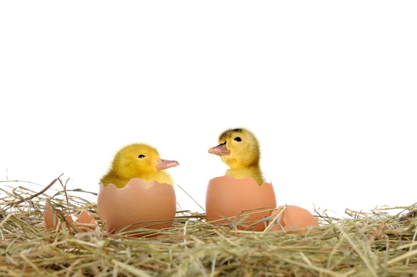 Birth duckling — Stock Photo, Image