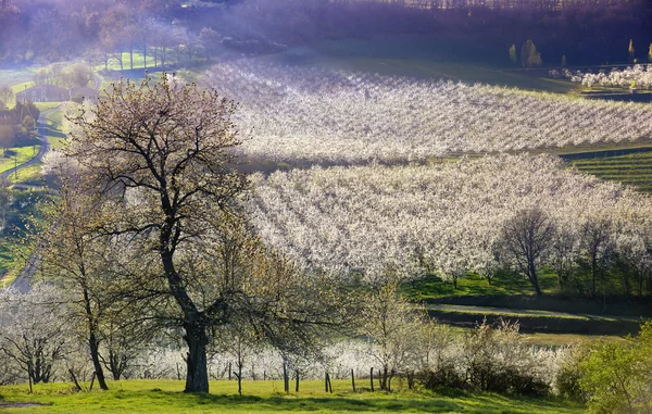 Orchard pruimen drie — Stockfoto