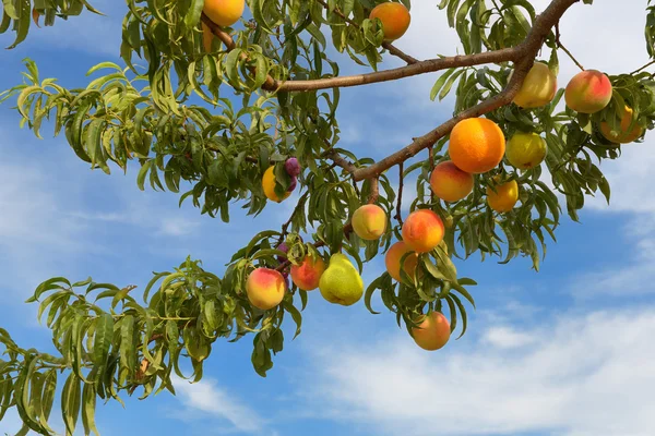 Fruiterer — Stock Photo, Image