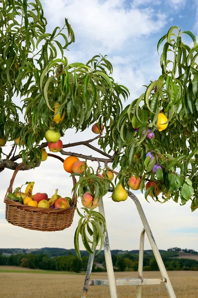 Fruteiro três — Fotografia de Stock