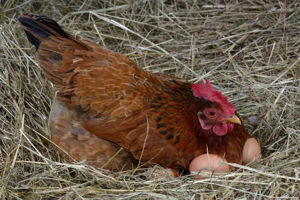 ไข่ไก่ — ภาพถ่ายสต็อก