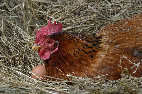 Ovos de galinha três — Fotografia de Stock
