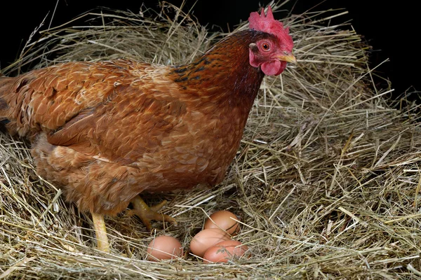 Hen eggs four — Stock Photo, Image