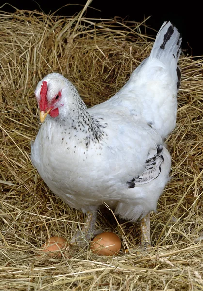 Hen eggs five — Stock Photo, Image