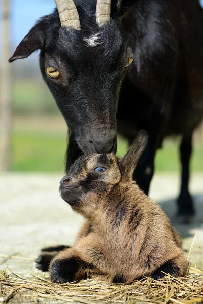 Goat — Stock Photo, Image