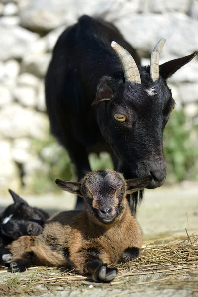 Goat two — Stock Photo, Image
