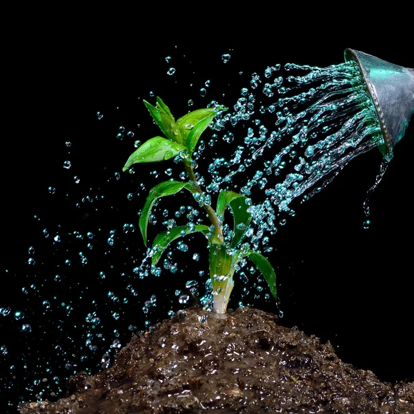Watering flowers five — Stock Photo, Image