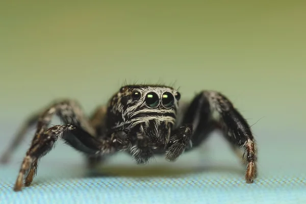 ネコハエトリ ハエトリグモ蜘蛛クモ — ストック写真