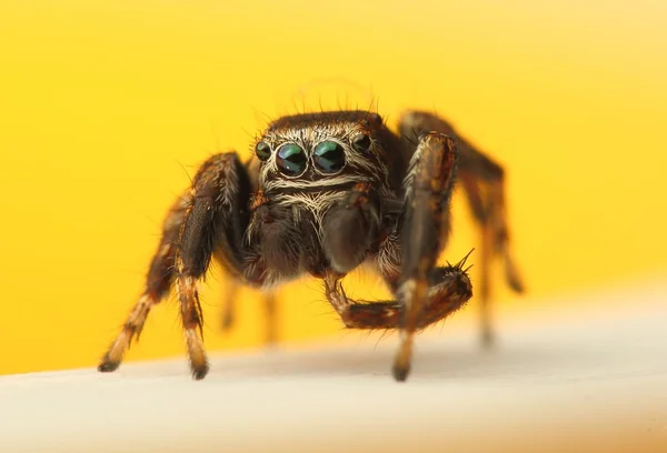 Hoppande spindel — Stockfoto