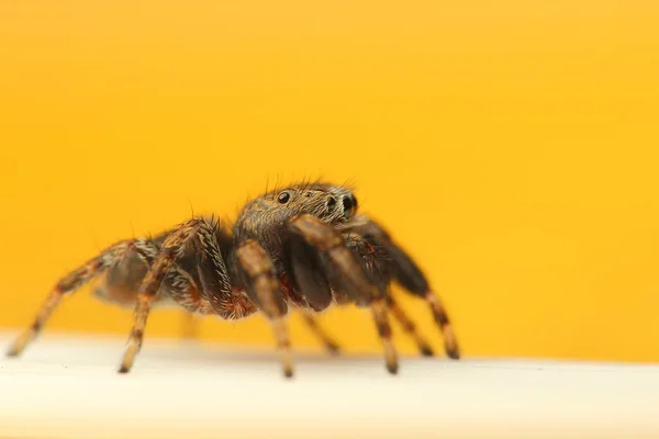 점프 거미 — 스톡 사진