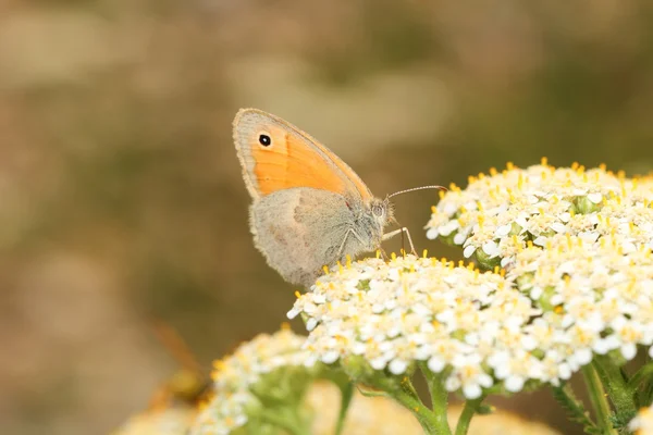 Motyl — Zdjęcie stockowe