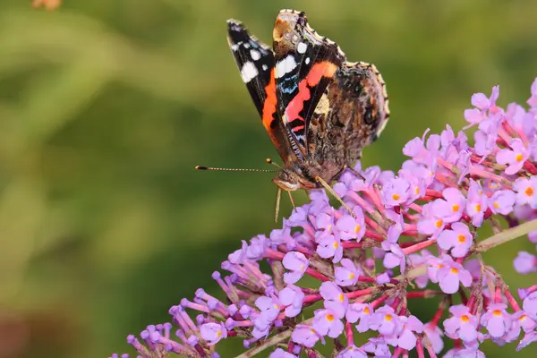 Schmetterling — Stockfoto