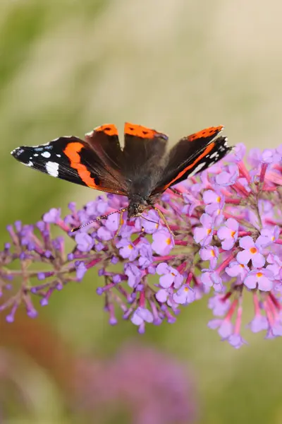 Schmetterling — Stockfoto