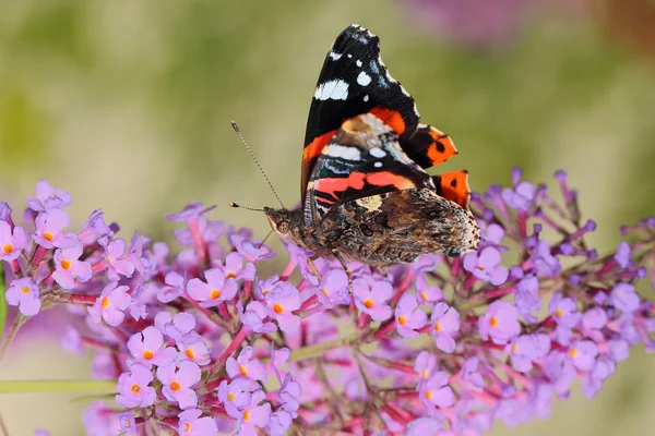 Butterfly — Stock Photo, Image