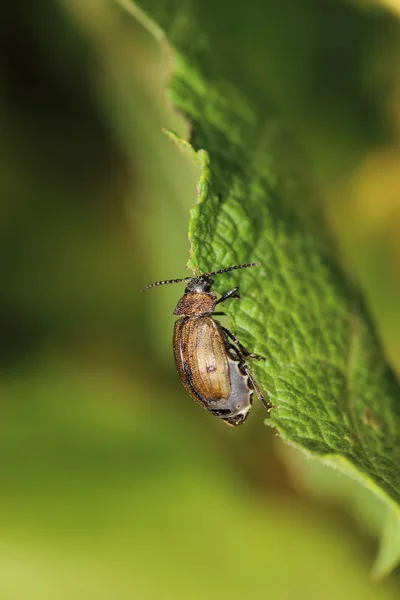 Insectos — Foto de Stock