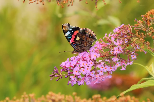 Farfalla — Foto Stock