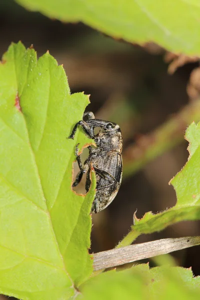 Insekten — Stockfoto