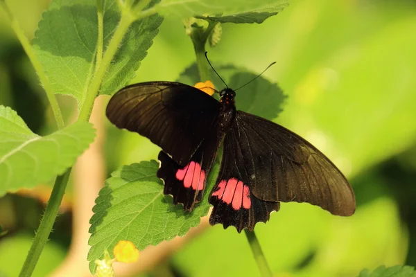 Borboleta — Fotografia de Stock