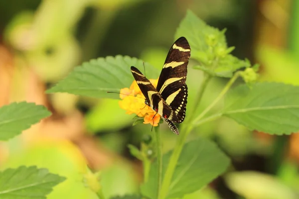 Borboleta — Fotografia de Stock