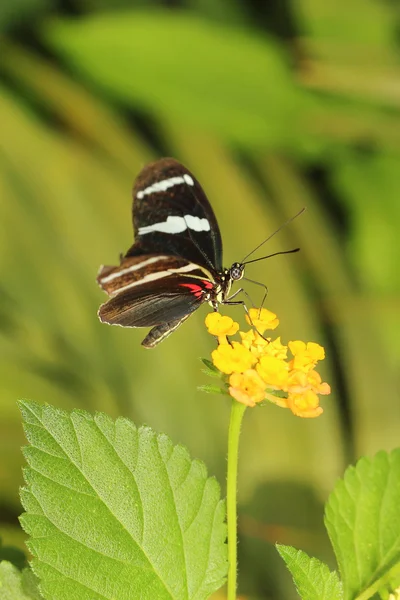 Schmetterling — Stockfoto