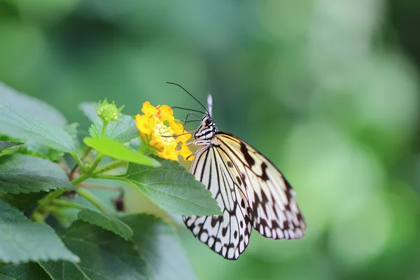 Borboleta — Fotografia de Stock