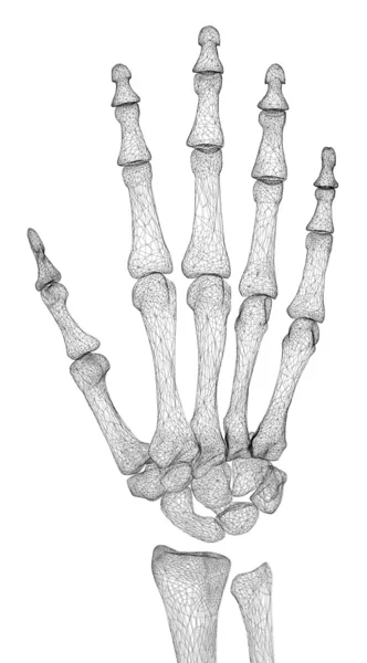 Medicínské ilustrace znázorňuje lidské hip anatomii kostry — Stock fotografie