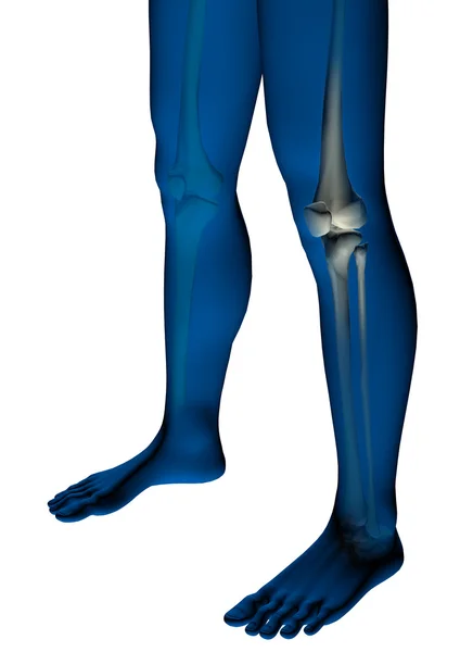 Anatomia człowieka kolana — Zdjęcie stockowe