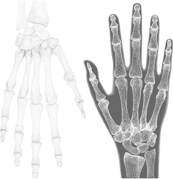 Gri el anatomisi — Stok fotoğraf