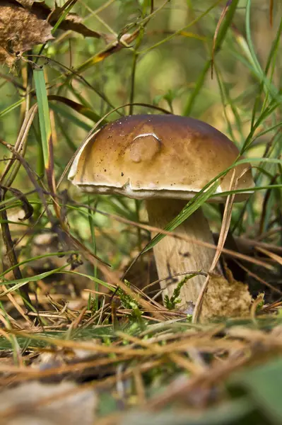 Съедобные грибы цепа — стоковое фото
