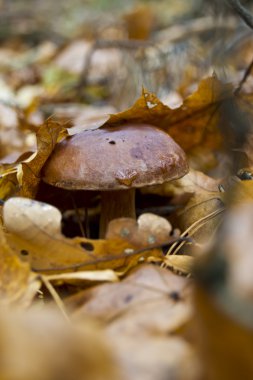 cep mantarlar yenilebilir