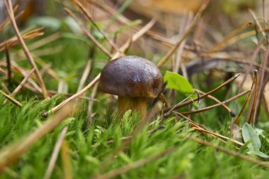 cep mantarlar yenilebilir